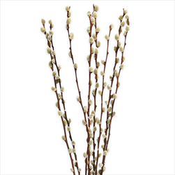 Kočičky větev 8ks/110-120cm - velkoobchod, dovoz květin, řezané květiny Brno