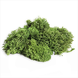 Lišejník stabilizovaný 200g sv.zelená - velkoobchod, dovoz květin, řezané květiny Brno