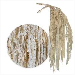 Amaranthus 5ks/80-100cm bílá - velkoobchod, dovoz květin, řezané květiny Brno