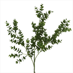 Eucalyptus keřík 49cm - velkoobchod, dovoz květin, řezané květiny Brno