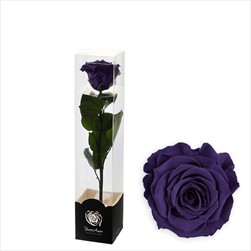 Stabilizovaná růže na stonku 30cm tm.fialová - velkoobchod, dovoz květin, řezané květiny Brno
