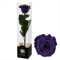 Stabilizovaná růže na stonku 60cm tm.fialová - velkoobchod, dovoz květin, řezané květiny Brno