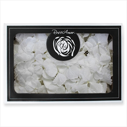 Stabilizovaná  hortenzie BOX bílá - velkoobchod, dovoz květin, řezané květiny Brno