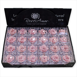 Krabička stabil.růže 4,8cm růžová - velkoobchod, dovoz květin, řezané květiny Brno