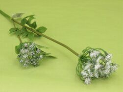 Kopr umělý bílá - velkoobchod, dovoz květin, řezané květiny Brno