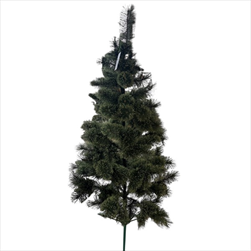 Borovice žilková střapatá 180 cm - velkoobchod, dovoz květin, řezané květiny Brno