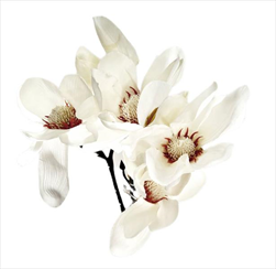 Magnolie umělá V45cm bílá - velkoobchod, dovoz květin, řezané květiny Brno