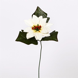 Poinsettia 1x pr.13/40cm bílá - velkoobchod, dovoz květin, řezané květiny Brno