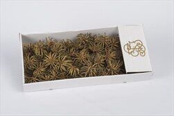 SU Spidergum Claw Přírodní 50ks - velkoobchod, dovoz květin, řezané květiny Brno