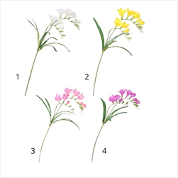 UK Frézie 57 cm mix - velkoobchod, dovoz květin, řezané květiny Brno