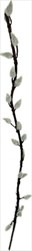 UK Větev kočičky 58cm - velkoobchod, dovoz květin, řezané květiny Brno