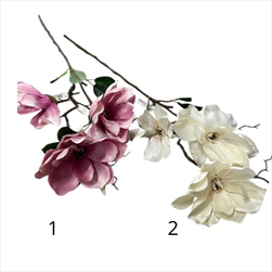 UK Magnolie větev 70cm mix - velkoobchod, dovoz květin, řezané květiny Brno