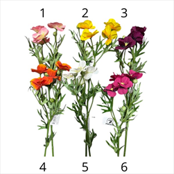 UK Ranunkulus 44 cm mix - velkoobchod, dovoz květin, řezané květiny Brno