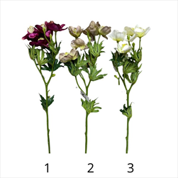 UK Čemeřice 50 cm mix - velkoobchod, dovoz květin, řezané květiny Brno