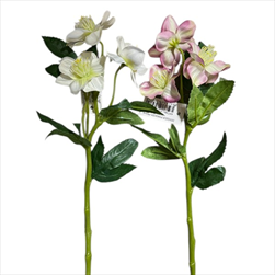 UK Čemeřice 36cm bíla/růžová - velkoobchod, dovoz květin, řezané květiny Brno