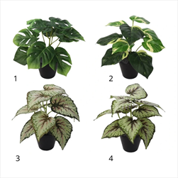 UK Zelené pokojové rostliny 25cm v květináči - velkoobchod, dovoz květin, řezané květiny Brno