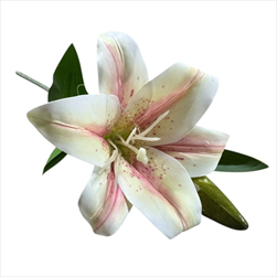 UK Lilie květ+ poupě 45 cm krémovorůžová - velkoobchod, dovoz květin, řezané květiny Brno