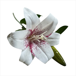 UK Lilie květ+ poupě 45 cm bílo-růžová - velkoobchod, dovoz květin, řezané květiny Brno