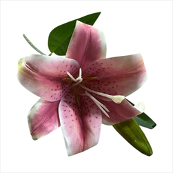 UK Lilie květ+ poupě 45 cm starorůžová - velkoobchod, dovoz květin, řezané květiny Brno