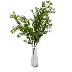 UK Zeleň větev asparág 60cm  - velkoobchod, dovoz květin, řezané květiny Brno