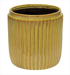 Hamlet Cylinder Mimosa D14H14 - velkoobchod, dovoz květin, řezané květiny Brno