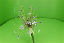 Uk Allium fialové 105cm - velkoobchod, dovoz květin, řezané květiny Brno