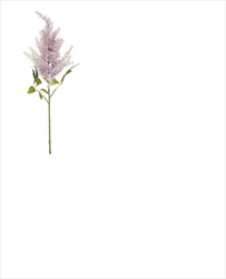 Uk Astilbe 65cm fialové - velkoobchod, dovoz květin, řezané květiny Brno