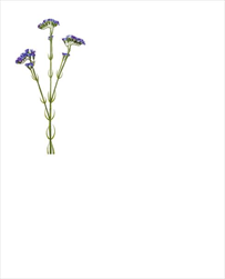 Uk Statice 62cm modrá - velkoobchod, dovoz květin, řezané květiny Brno