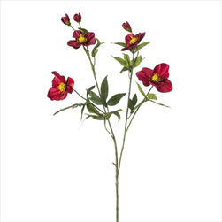 Uk helleborus 90 cm fuchsia - velkoobchod, dovoz květin, řezané květiny Brno