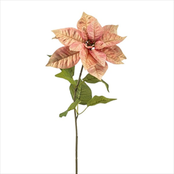 Uk Poinsettia 65 cm broskvová - velkoobchod, dovoz květin, řezané květiny Brno