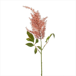 Uk astilbe 70 cm korálové - velkoobchod, dovoz květin, řezané květiny Brno