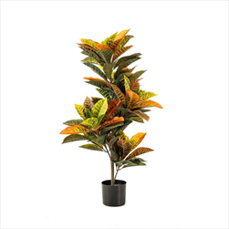 Uk croton 95 cm - velkoobchod, dovoz květin, řezané květiny Brno