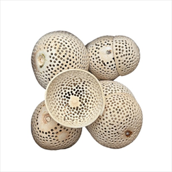 Bell cup 12 ks bělený - velkoobchod, dovoz květin, řezané květiny Brno