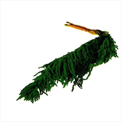 Su amaranthus 90 cm/5 ks jablkově zelený - velkoobchod, dovoz květin, řezané květiny Brno