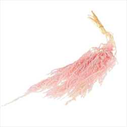 Su amaranthus 90 cm/5 ks světle růžový - velkoobchod, dovoz květin, řezané květiny Brno