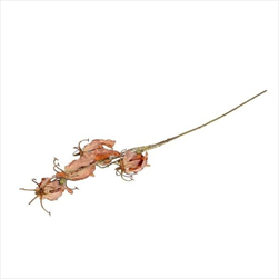 Gloriosa 87 cm hnědá - velkoobchod, dovoz květin, řezané květiny Brno