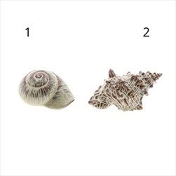 Mušle 2 druhy 15 x 10 x 8 cm hnědá - velkoobchod, dovoz květin, řezané květiny Brno