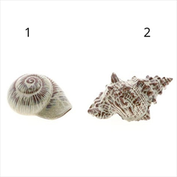 Mušle 2 druhy 18 x 11,5 x 19,5 cm hnědá - velkoobchod, dovoz květin, řezané květiny Brno