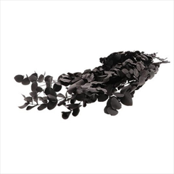 Eucalyptus espiral stabilizovaný 150 g černý - velkoobchod, dovoz květin, řezané květiny Brno