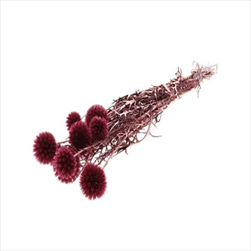 Echinops stabilizovaný 55 cm/10 kusů tmavě růžový - velkoobchod, dovoz květin, řezané květiny Brno