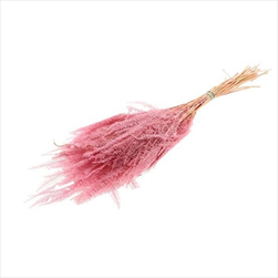 Helecho stabilizovaný 80 g/70 cm růžový - velkoobchod, dovoz květin, řezané květiny Brno