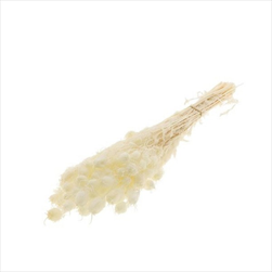 Nigella stabilizovaná 50 cm bělená - velkoobchod, dovoz květin, řezané květiny Brno