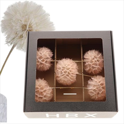 Pampeliška Dandelion 12 x 38 cm/5 kusů písková - velkoobchod, dovoz květin, řezané květiny Brno