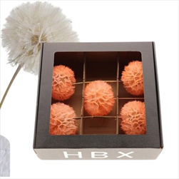 Pampeliška Dandelion 12 x 38 cm/5 kusů broskvová - velkoobchod, dovoz květin, řezané květiny Brno