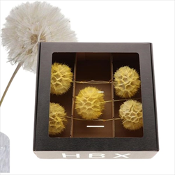 Pampeliška Dandelion 12 x 38 cm/5 kusů žlutá - velkoobchod, dovoz květin, řezané květiny Brno