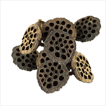 Su Lotos extra 10-11 cm natural 10 kusů - velkoobchod, dovoz květin, řezané květiny Brno