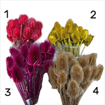 SUŠINA CARDI PALUSTRI MIX 20KS - velkoobchod, dovoz květin, řezané květiny Brno