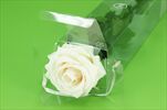 Sk Růže na stonku premium - velkoobchod, dovoz květin, řezané květiny Brno