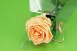Sk Růže na stonku premium peach - velkoobchod, dovoz květin, řezané květiny Brno