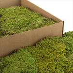 Stabilizovaný Rock moss 0,4 m2 light green - velkoobchod, dovoz květin, řezané květiny Brno